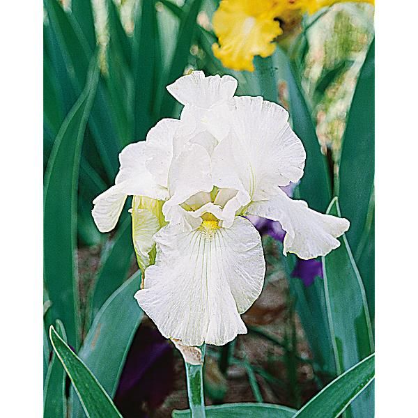 IRIS IMMORTALITY