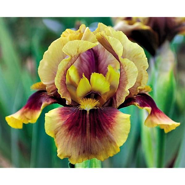 IRIS OKLAHOMA BANDIT
