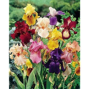 IRIS germanica REMONTANT MIX