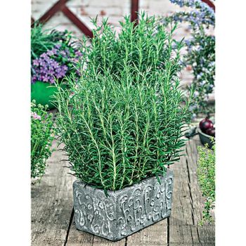 ROMARIN (rosmarinus officinalis) BLUE WINTER 2