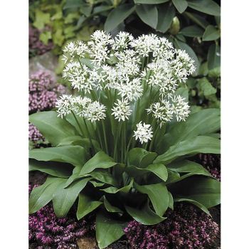 AIL des OURS (allium ursinum)