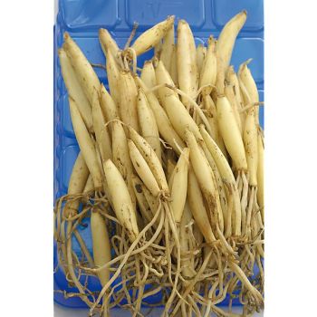 AIL des OURS (allium ursinum) 2