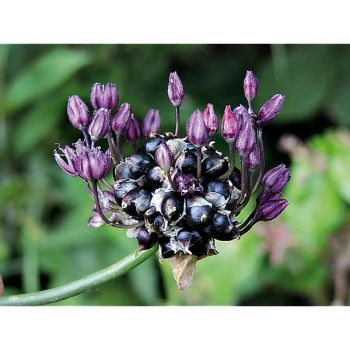AIL des VIGNES (allium vineale) 2