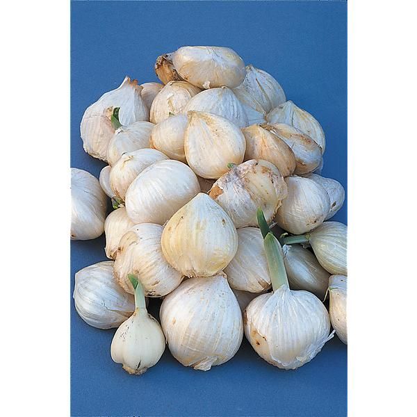 POIREAU PERPÉTUEL à GOUSSE ou POIREAU GOUSSE (allium porrum)