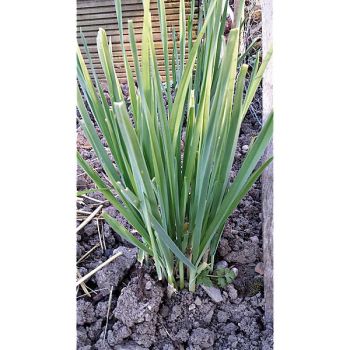 POIREAU PERPÉTUEL à GOUSSE ou POIREAU GOUSSE (allium porrum) 2