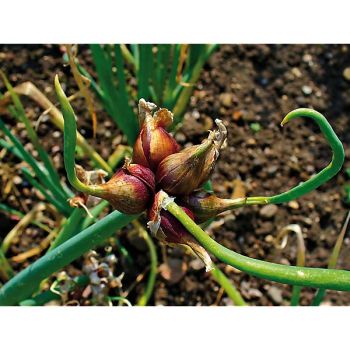 OIGNON ROCAMBOLE ou OIGNON d'ÉGYPTE