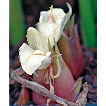 GINGEMBRE japonais MIOGA (zingiber)