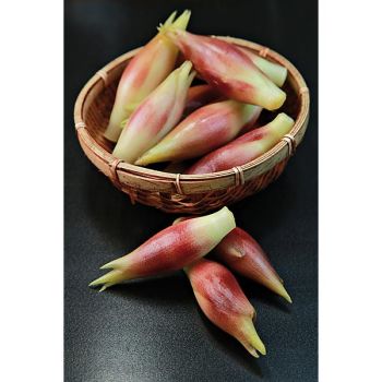 GINGEMBRE japonais MIOGA (zingiber) 2