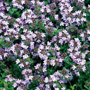 THYM DOUDOU ou laineux (thymus pseudolanguinosus)
