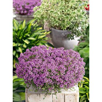 THYM DOUDOU ou laineux (thymus pseudolanguinosus) 2