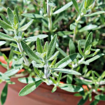 THYM à la ROSE (thymus sp.)