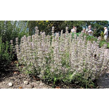 THYM à la ROSE (thymus sp.) 2