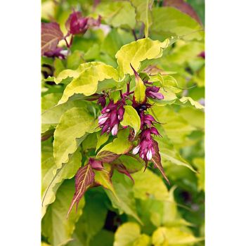 HERBE au CARAMEL ou herbe dorée aux faisans (leycesteria... 2