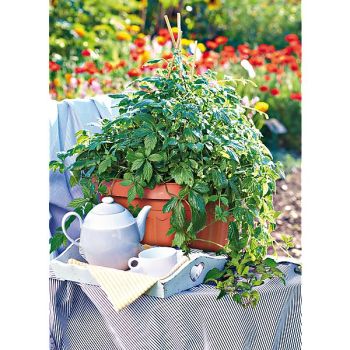 HERBE de la LONGÉVITÉ (gynostemma pent. jiagulan)