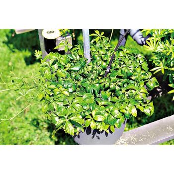 HERBE de la LONGÉVITÉ (gynostemma pent. jiagulan) 2