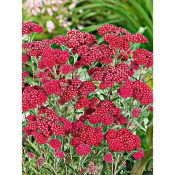 ACHILLÉE PAPRIKA (achillea x millefolium)
