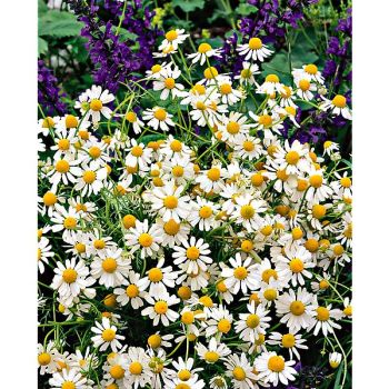 GRANDE CAMOMILLE (tanacetum parthenium)