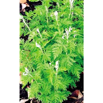 ARMOISE AFRICAINE (artemisia afra)