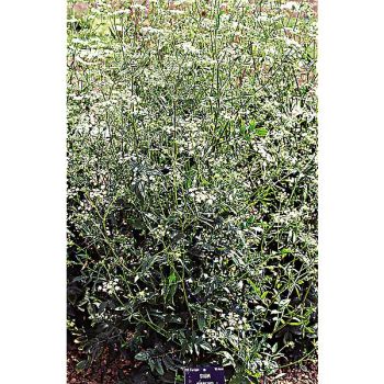 CHERVIS (sium sisarum) 2