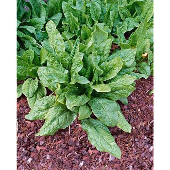 OSEILLE ÉPINARD ou ÉPINARD PERPÉTUEL (rumex patienta)