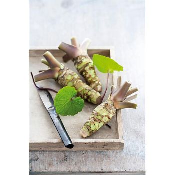 WASABI MEPHISTO GREEN 2