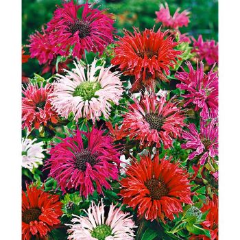 MONARDE DIDYMA MIX ou BERGAMOTE