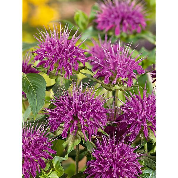 MONARDE fistulosa ROSE