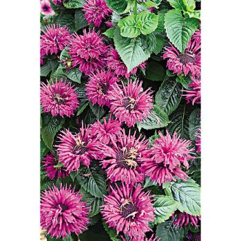 MONARDE FISTULOSA ROSE 2