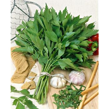 ÂCHE des MONTAGNES ou céleri perpétuel (levisticum...