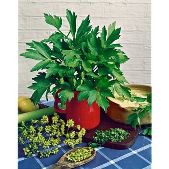 ÂCHE des MONTAGNES ou céleri perpétuel (levisticum... 2