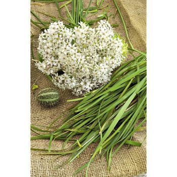 CIBOULE chinoise (allium tuberosum) 2