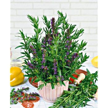 HYSOPE officinale BLUES (hyssopus officinalis)