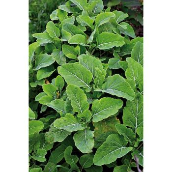 CHOU perpétuel DAUBENTON (brassica oleracea var. ramosa)