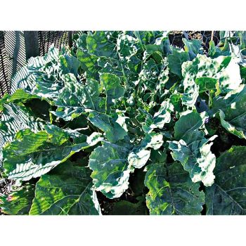 CHOU perpétuel DAUBENTON (brassica oleracea var. ramosa) 2