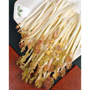 CRAMBÉ ou CHOU MARITIME (crambe maritima)