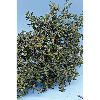 CORIANDRE CHINOISE ou MEXICAINE ou CULANTRO (eryngium... 2