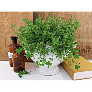 BRAHMI support de la mémoire (bacopa monnieri)