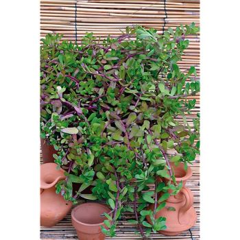 BRAHMI support de la mémoire (bacopa monnieri) 2