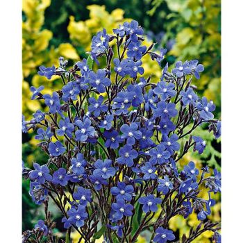 BUGLOSSE OFF. ou LANGUE de BŒUF (anchusa officinalis)