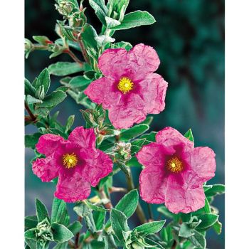CISTUS INCANUS 2