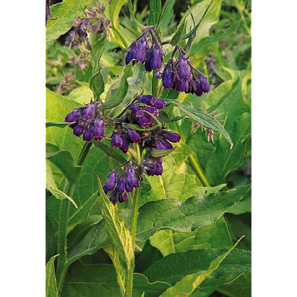 CONSOUDE OFFICINALE (symphytum)