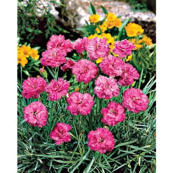 ŒILLET MIGNARDISE de GRAND MÉRE