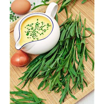 ESTRAGON FRANÇAIS (artemisia dracunculus)