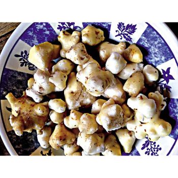 CHÂTAIGNE de TERRE (bunium bulbocastanum)