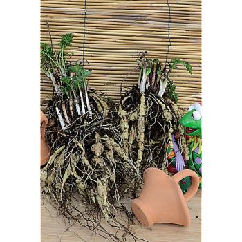 CHÂTAIGNE de TERRE (bunium bulbocastanum) 2