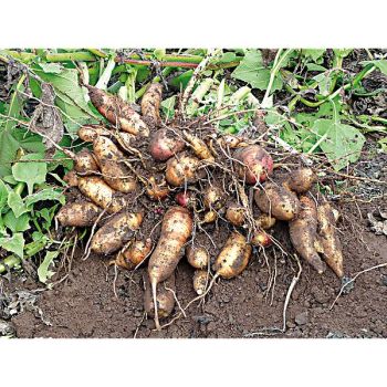 POIRE de TERRE (smallanthus sonchifolius) 2