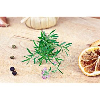 THYM ORANGE (thymus fragantissimus)