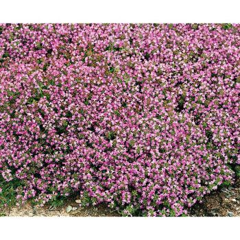 THYM SERPOLET ROUGE (t. serpyllum coccineum)