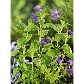 MENTHE FRAISE (m. spicata crispa)