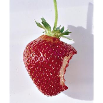 MENTHE FRAISE (m. spicata crispa) 2